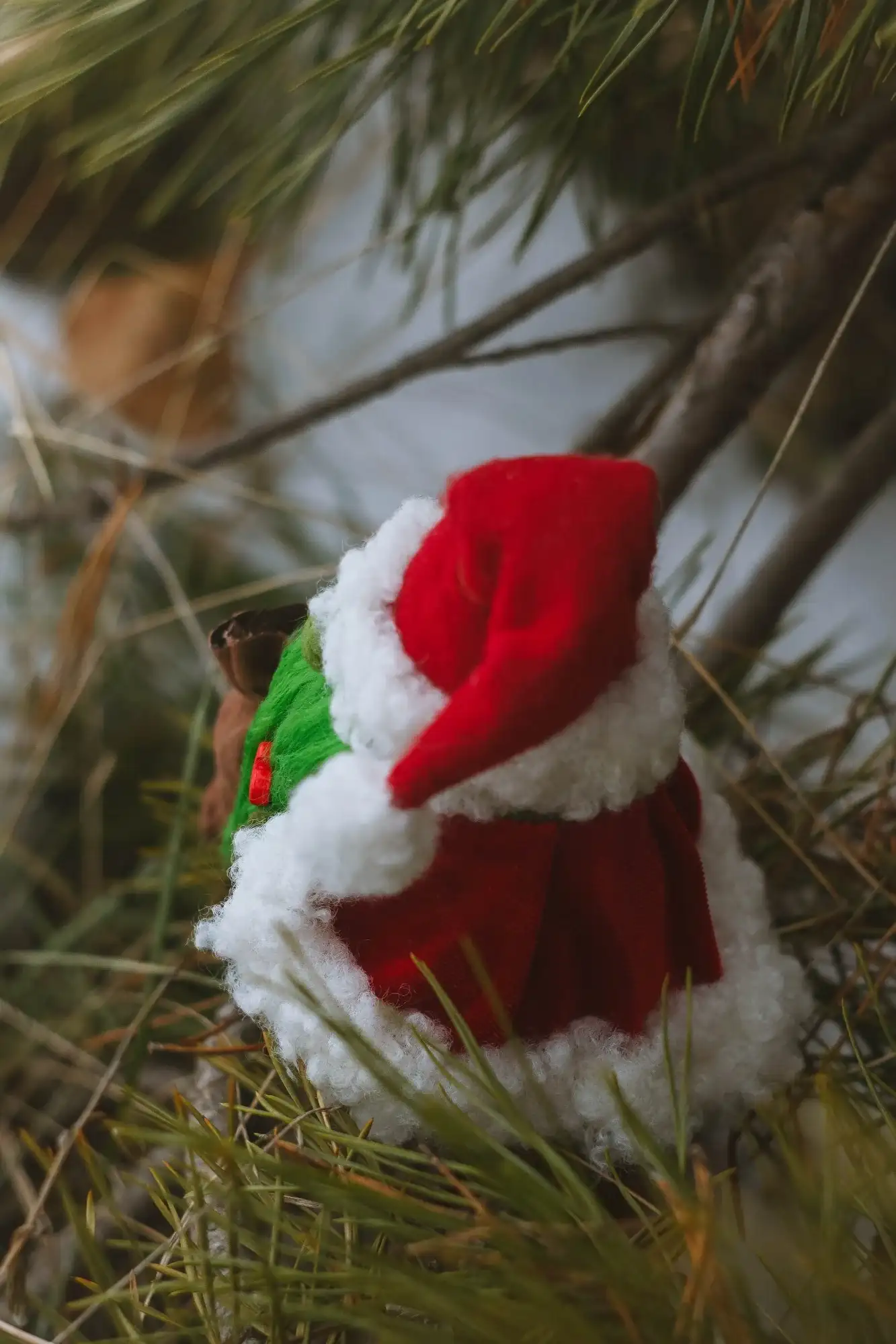 Gnome Grinch — rear view in pine branches, cloak and hat closeup